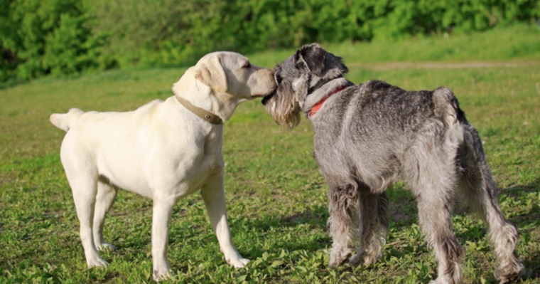 They Interact with Other Dogs

